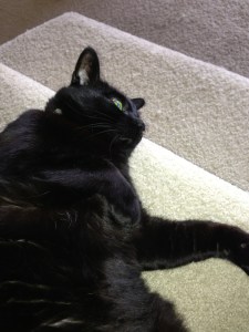 cat_loving_townhouse_living